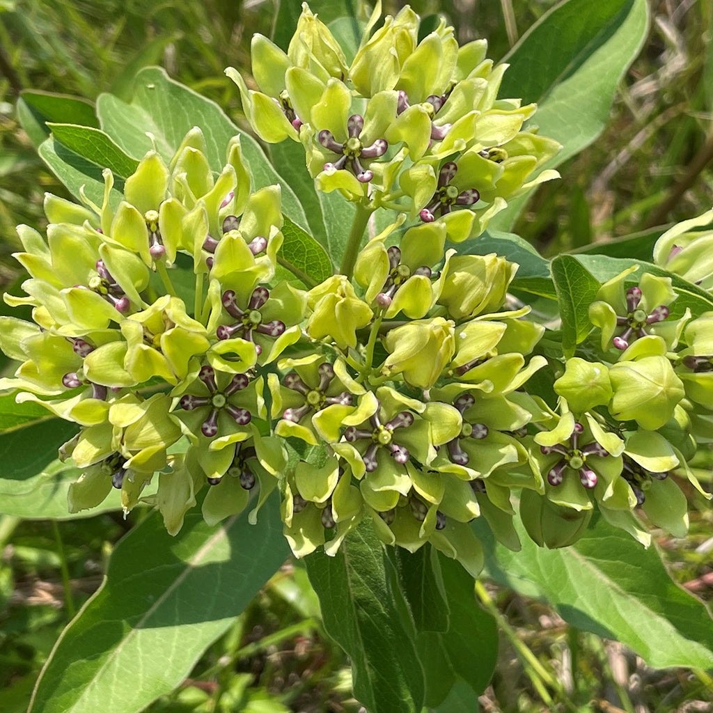 Heirloom Asclepias Flower Seeds, Non-GMO Pollinator-Friendly Blooms for Garden Planting for planting in home garden